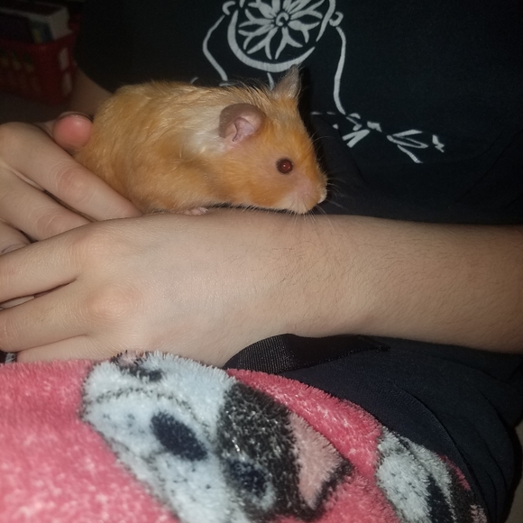 VERY ANIMAL FRIENDLY HOME 🐕🐈🕷🐢🐀❤ - Picture 14 of 16